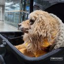 노해로 456 앞 버스정류장 | 맛집] 반려견 식당 찾다 우연히 발견한 ‘서아진 루프탑’ 방문 후기(2차 자갈치부산어묵 잠실점 포함)