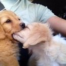 24시 아프리카동물병원 이미지