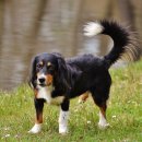 조양래 동물의료센터 이미지