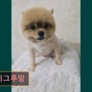 제이그루밍 이미지