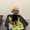 대한켄넬 이미지