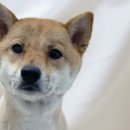 스퀘어독스 서산점 이미지