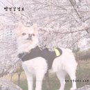 정서동물병원 | 강아지 지방종 탈장 원인 정서동물병원 주차 및 수술 후기