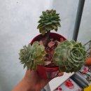 꽃가람화원