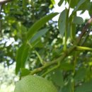 은행농장 이미지