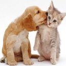 예서 동물병원 이미지