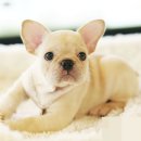 브리더클럽 이미지