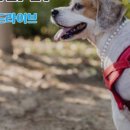 무브펫 이미지
