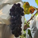 솔뫼농장 이미지