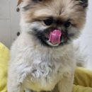 멍마고우 이미지