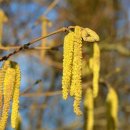 알레르기 이미지