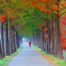 덕산자원(환경) | 늦가을 풍경- 전국 메타세쿼이아 명소 BEST 8