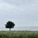 보리 | 영광 백수해안도로 오션뷰 카페 - 카페보리 주차 후기