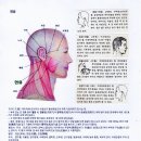 Re: 박춘근박사의 목 펴져. 왼쪽목의 천유 천창 부돌 천정에 침 뜸 이미지