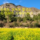유채꽃사진촬영소 네이버블로그