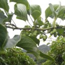 다래농장 이미지