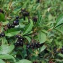 불로장생 슈퍼푸드 아로니아 (꽃말) 성분과 효능 말리는 꿀팁 이미지