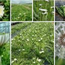 <b>양구</b><b>토종</b>흰꽃<b>민들레</b> <b>민들레</b>사진 :: <b>양구</b><b>토종</b><b>민들레</b><b>영농</b><b>조합</b>법인