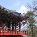 황령산 벚꽃약수터 이미지