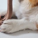 닥터각 동물병원 이미지