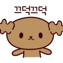 뽀송뽀송 애견미용 이미지