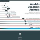 The deadliest animal in the world 이미지