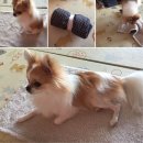 도기헤븐 | [안성 도기헤븐] 포메라니안 정모 참가후기