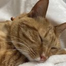 이레본 | [공지] 고양이 강아지 볼드모트사료 | ANF 24년 5월 제조분 두달 먹인 후기