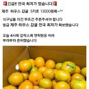 제주 하우스 감귤 할인가요 이미지