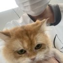 고양이무마취미용 묘갱살롱 이미지