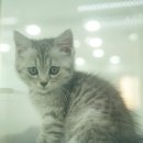 대구고양이분양 도로시펫 이미지