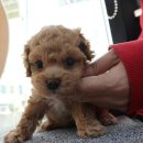 야옹아 멍멍해봐 강아지고양이 충남서산점 이미지