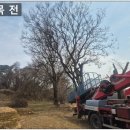 세븐일레븐 시흥은행나무점 | 은행나무 벌목 대형 나무가지자르기 업체