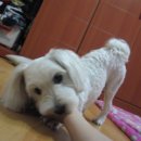 한나동물병원 이미지