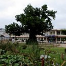 은행정천 이미지