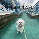 오늘도 뽀송하개 이미지