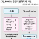 근손실 줄이고 에너지 회복 촉진HMB 이미지