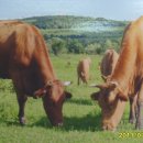 천일목장 이미지