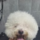 루이비숑 네이버블로그