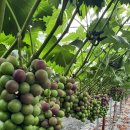 자옥농장 이미지