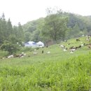 행복한 축산 이미지