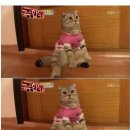 엔젤드림 이미지