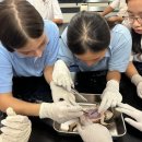 Pelita-Science and Biology classes-dissected a frog. 이미지