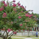 ◆(사진)봉녕사 배롱나무 & ◆장충공원 폭포 &◆음악 분수 이미지