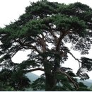 돌배나무 민박 이미지