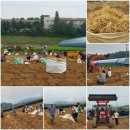 금산고려인삼도매 | 명절선물 부모님선물로 좋은 금산인삼 신선삼 선택 후기