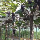 장암농장 이미지