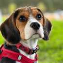 아이펫 동물병원 이미지