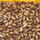 예주농장 이미지