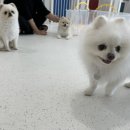 유앤퍼피 이미지